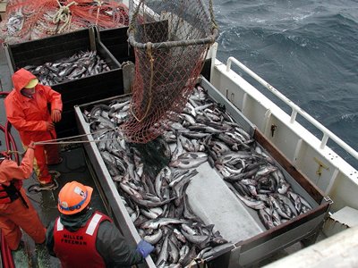 Sea Caught Fish & Pomfret